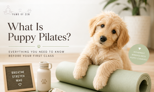 What Is Puppy Pilates? Everything You Need to Know Before Your First Class