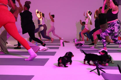 Puppy Yoga in Greensboro, NC