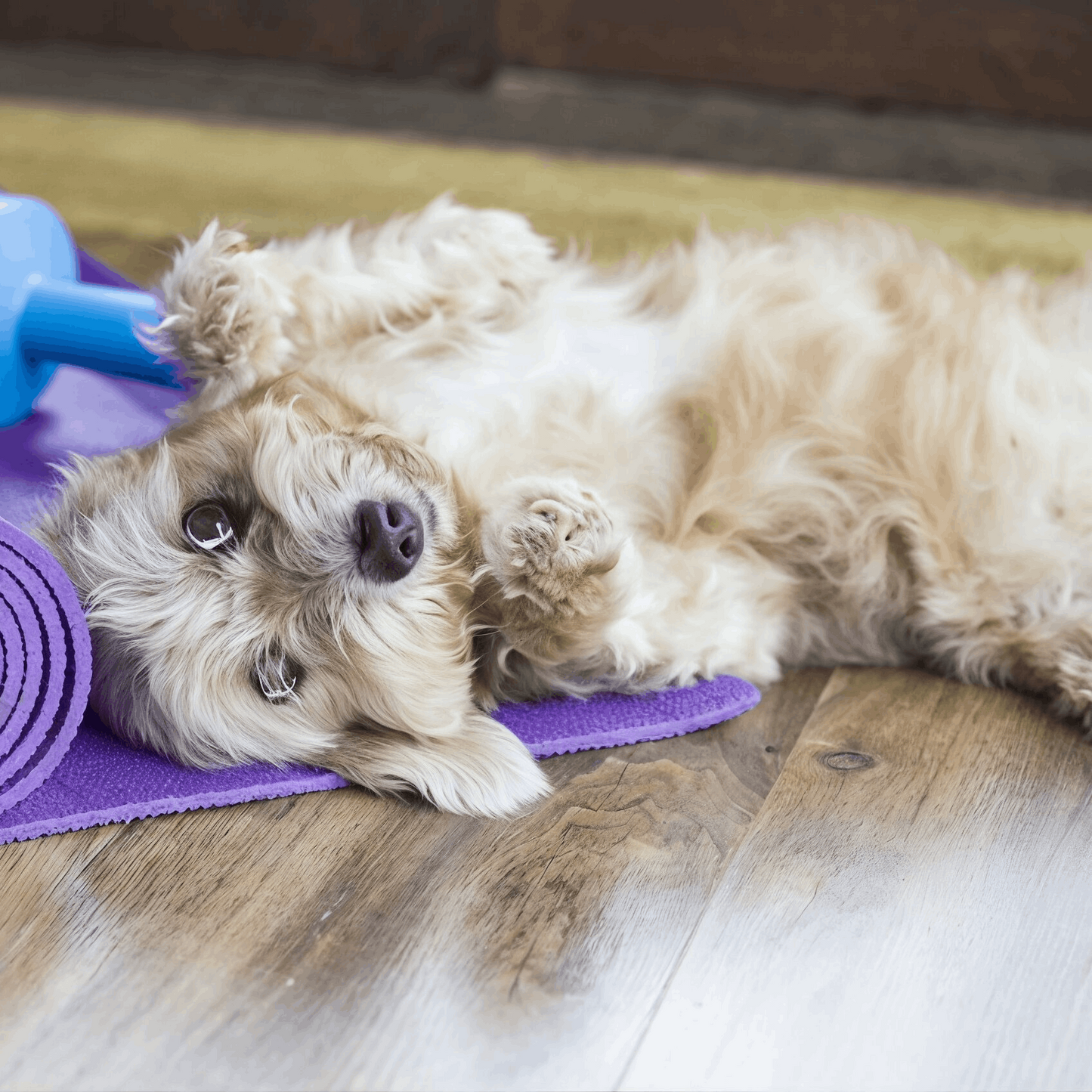 Book Your Puppy Yoga Session